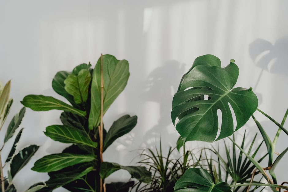 A collection of lush green indoor houseplants against a white background, showcasing natur