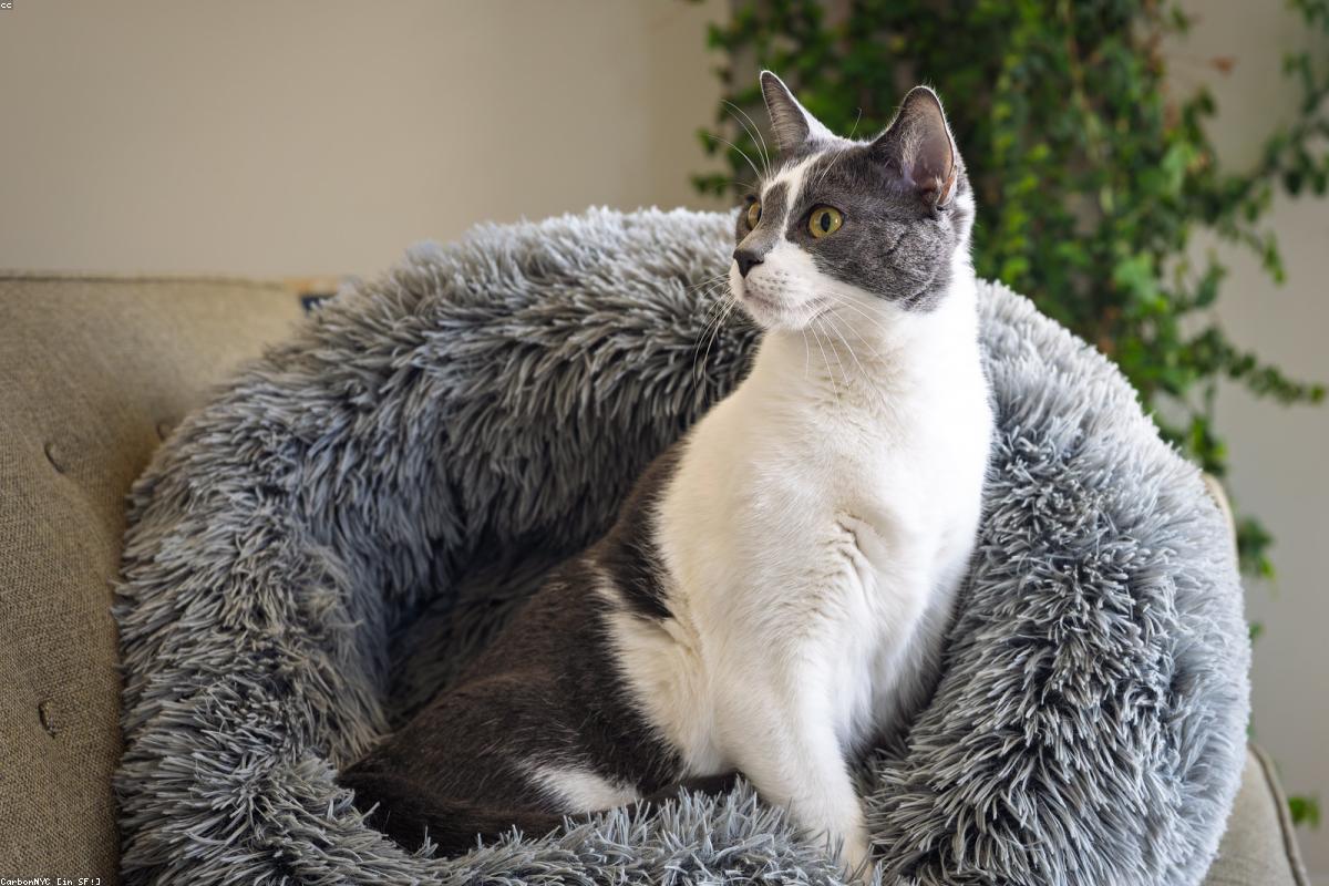 JUNSPOW Cat Window Perch Review: Cordless, Foldable & Breathable Hammock for Sunbathing Cats