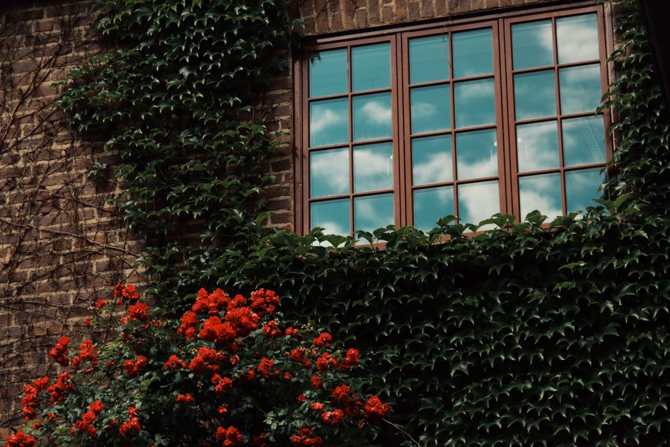 Spring Window Sill Plants: Spring Window Sills: Plants and Trays Without Clutter